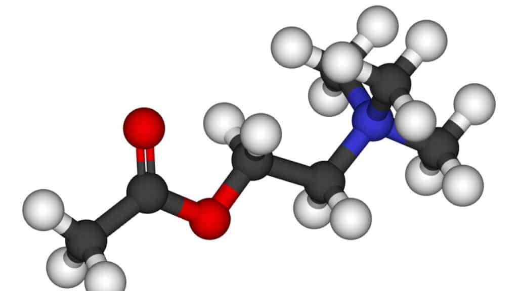 acetilcolina