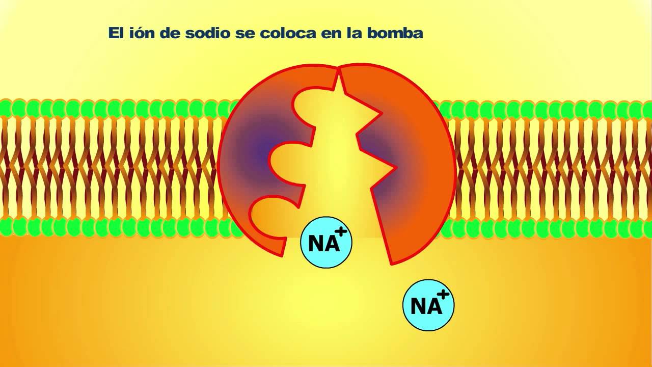 bomba sodio potasio