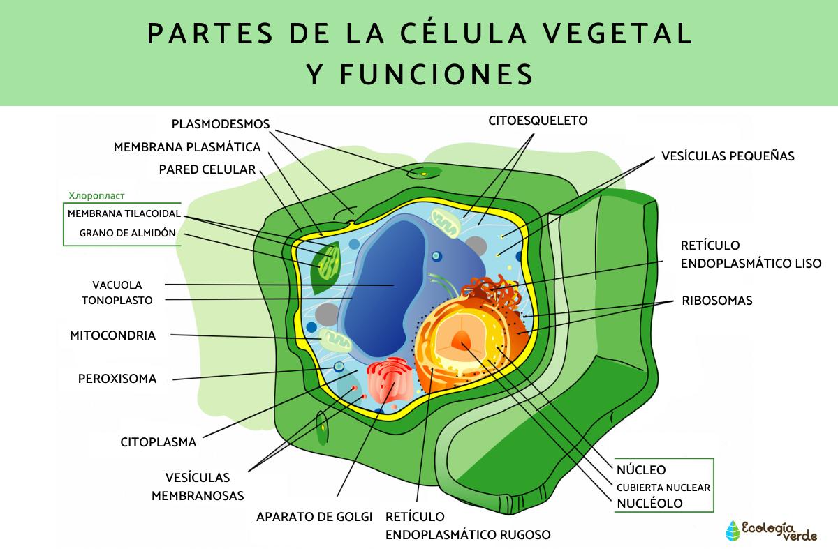 celula eucariota vegetal