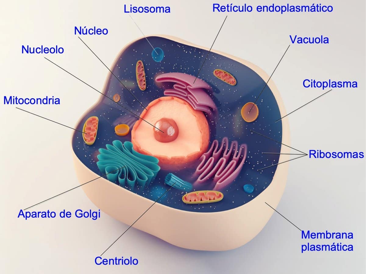 celula eucariota