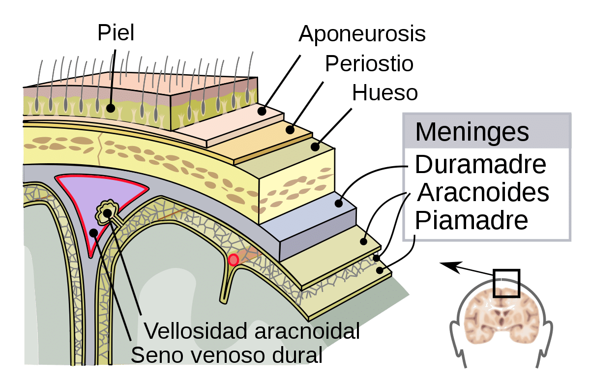 duramadre