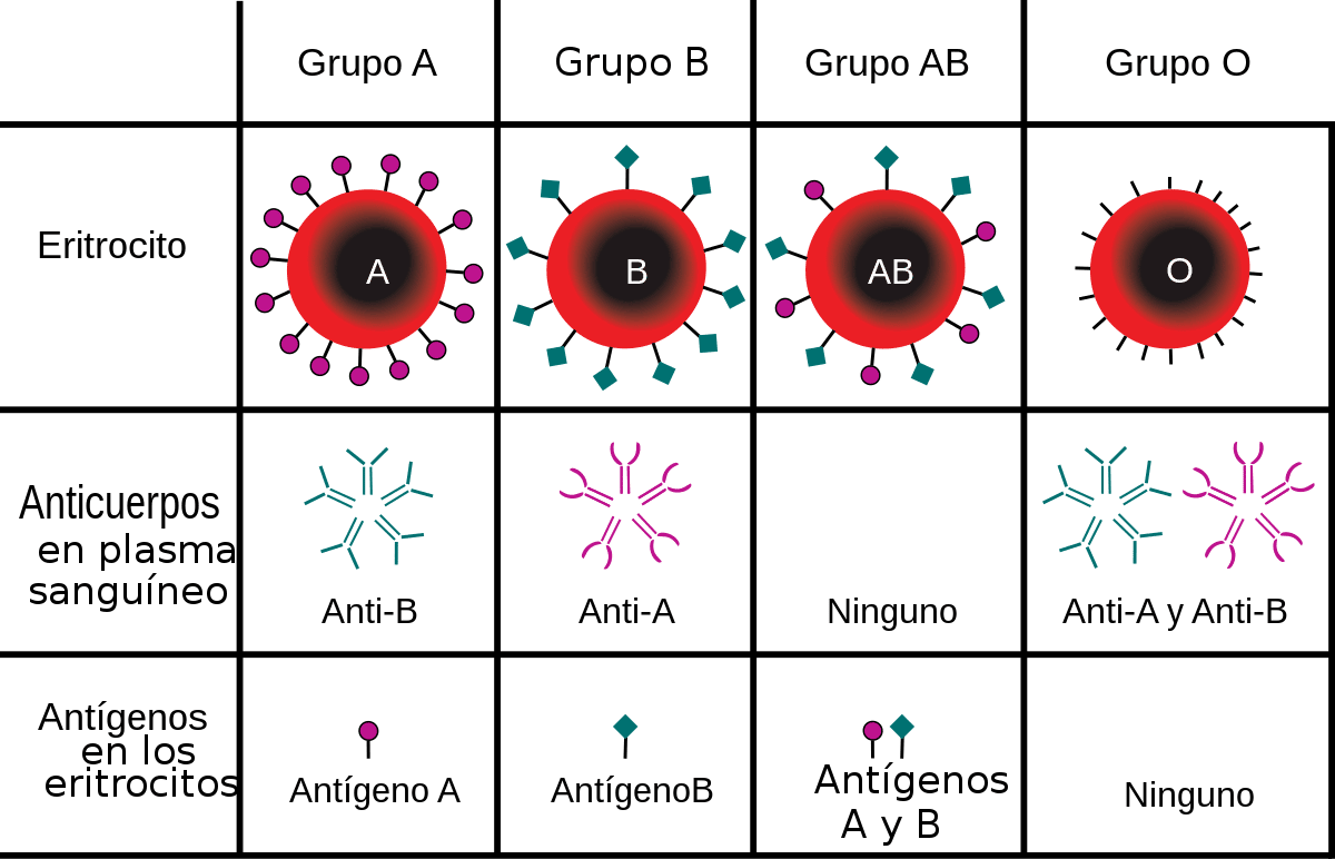 grupo sanguineo 0