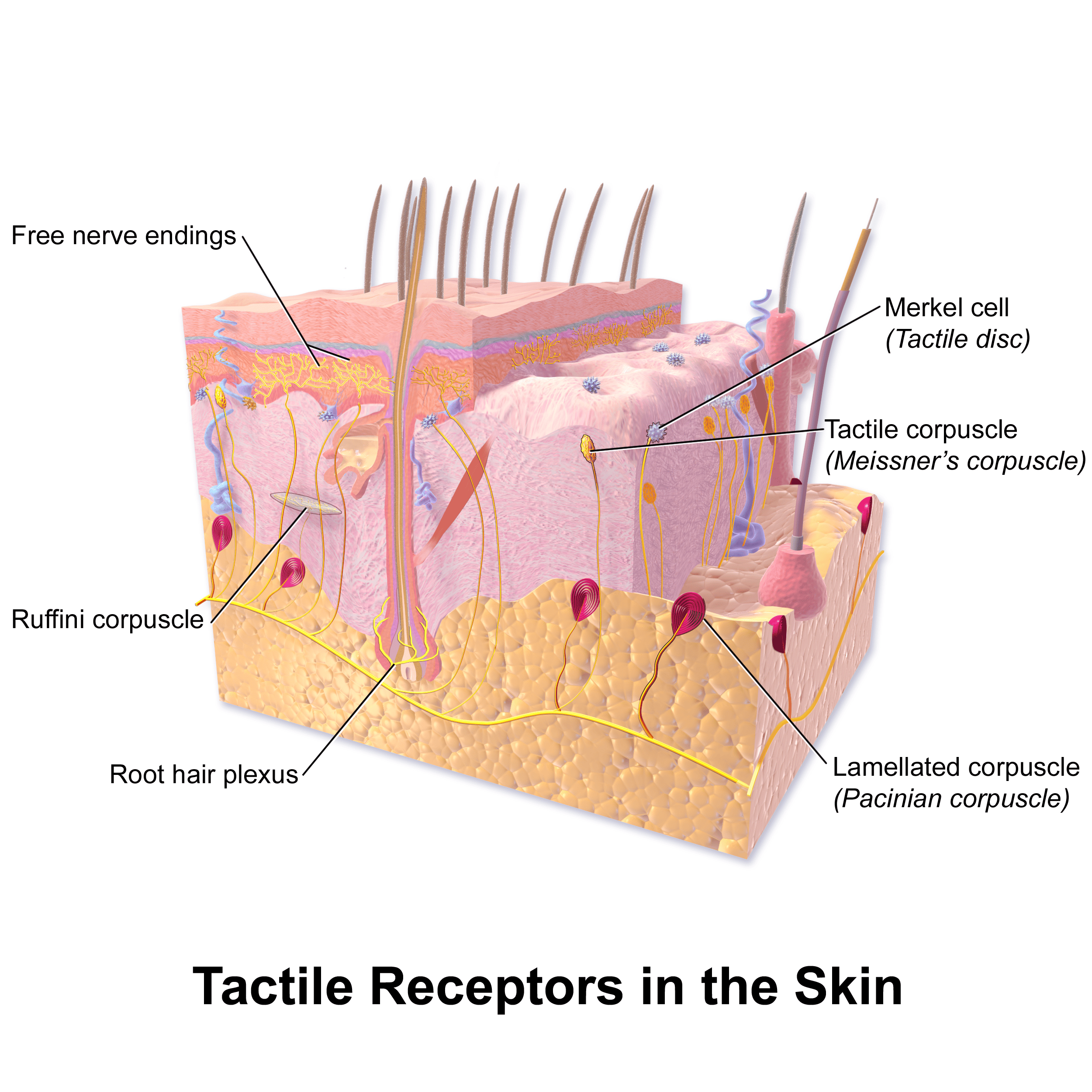 mecanorreceptores