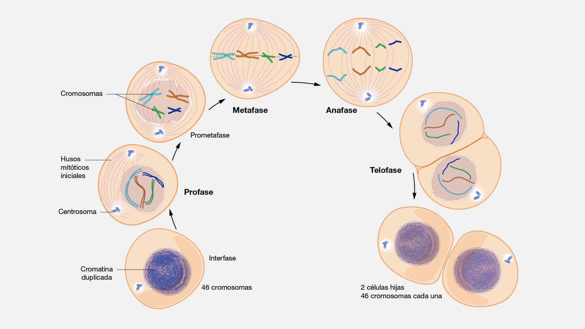 mitosis