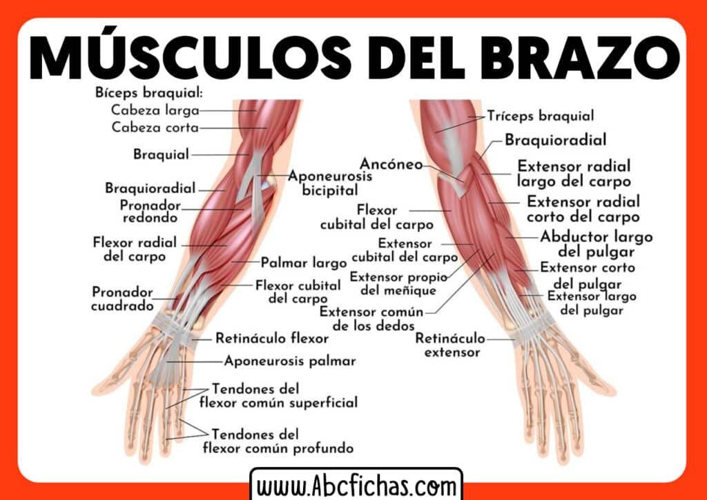 musculos del brazo