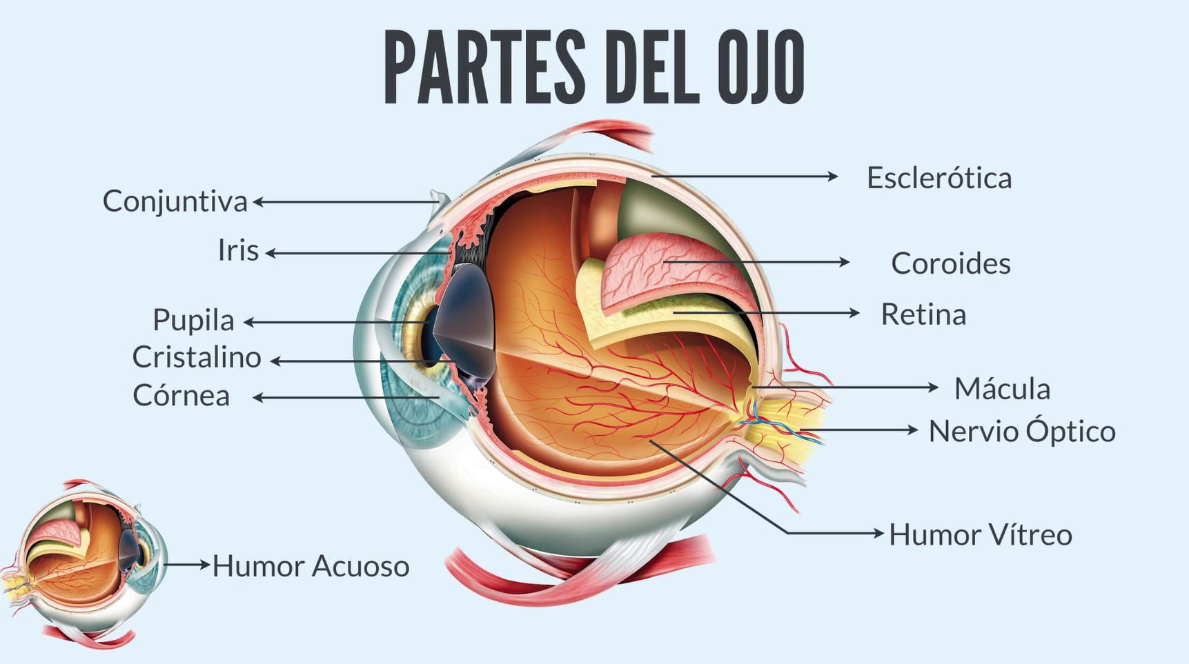 ojo y sus partes