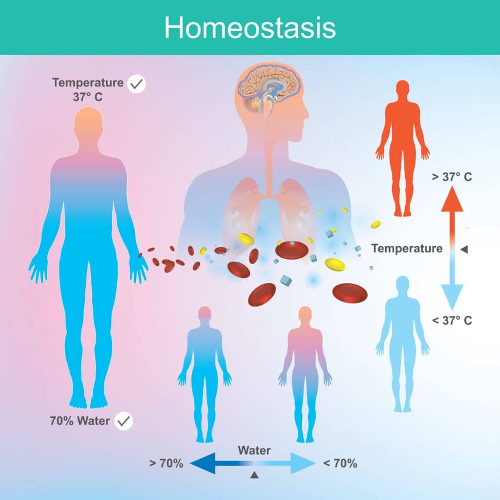 omeostasis