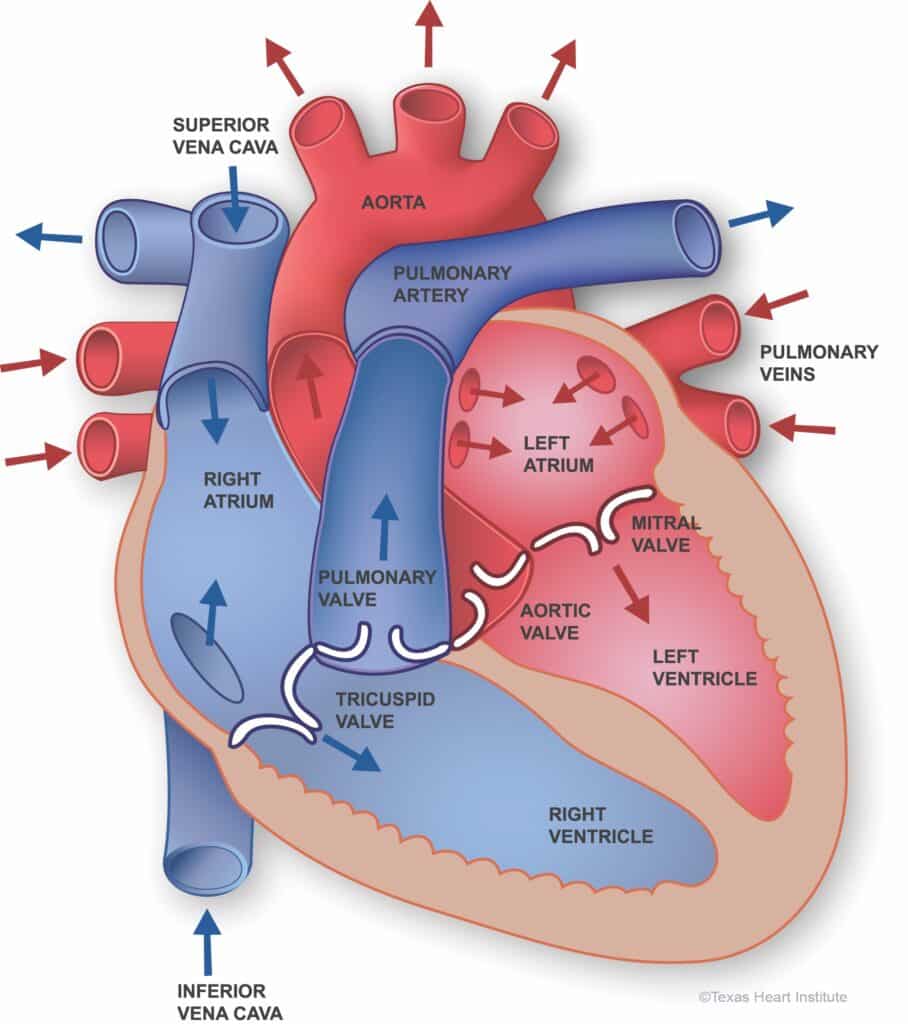 partes del corazon