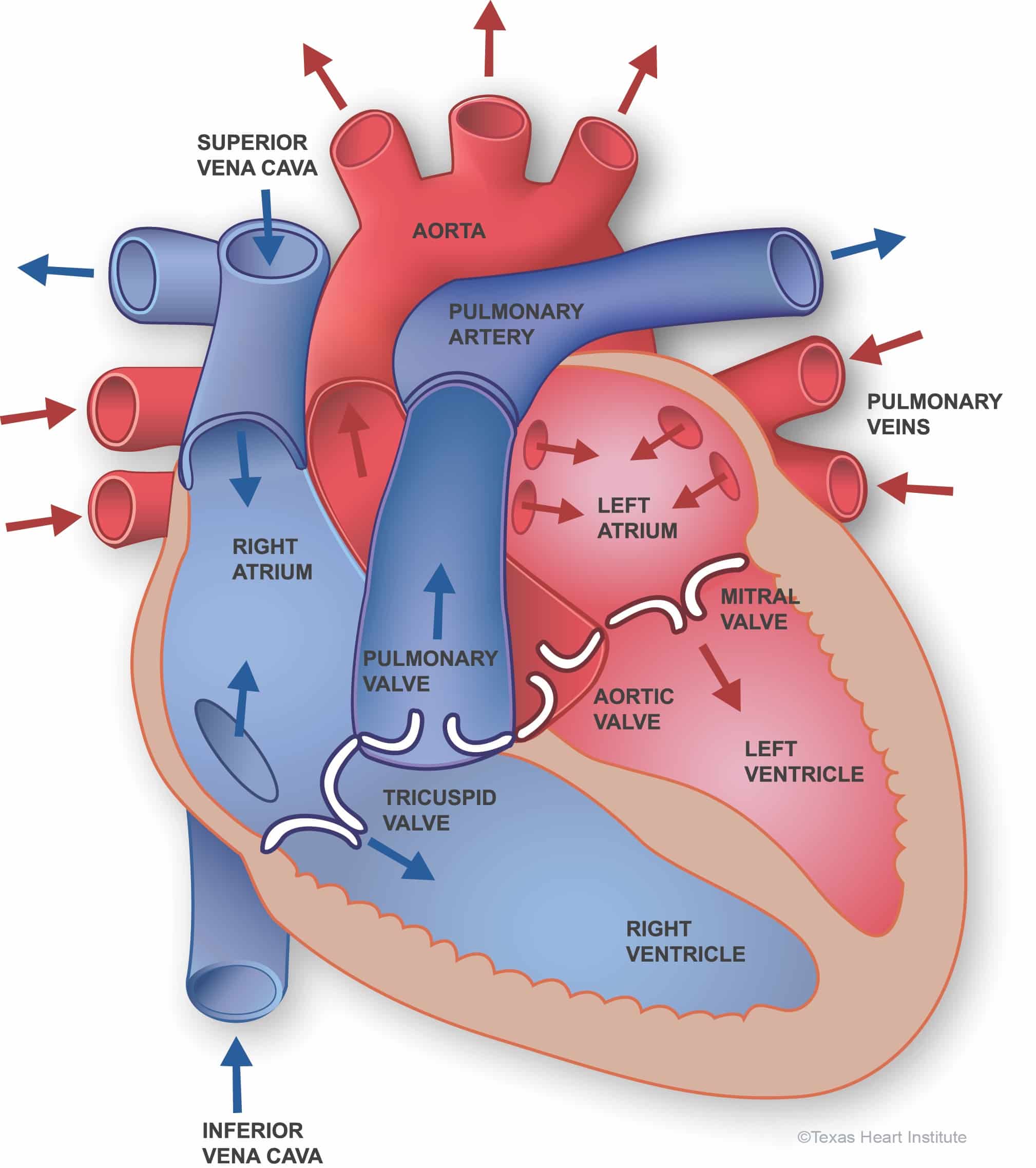 partes del corazon