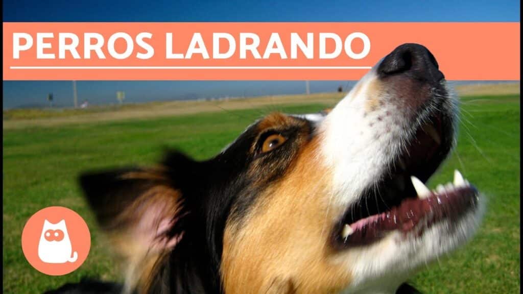 perro ladrando