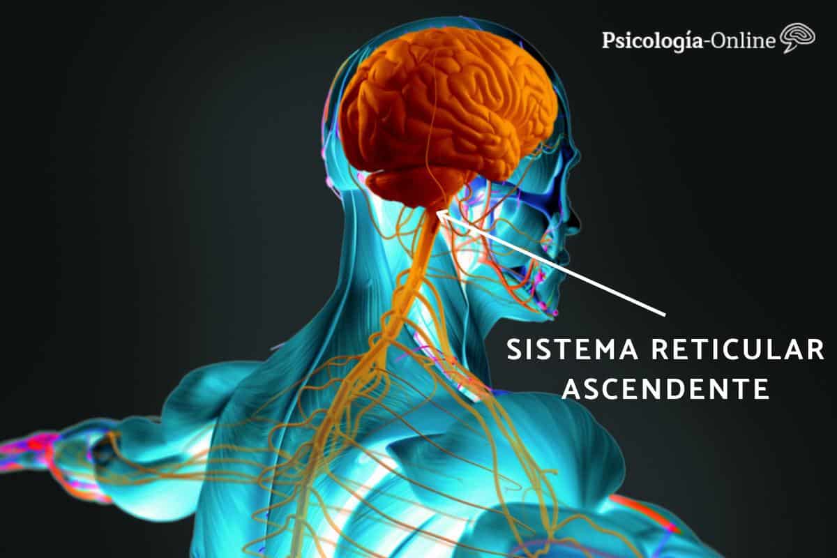 sistema reticular activador ascendente